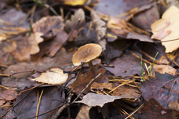 Image showing poisonous mushroom