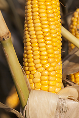 Image showing ripe corn