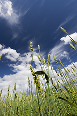 Image showing green spikelets of wheat