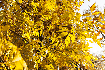 Image showing ash tree