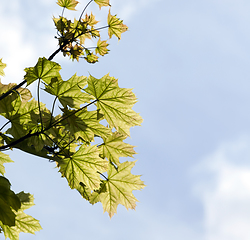 Image showing maple leaves