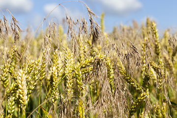 Image showing agricultural field