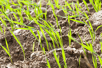 Image showing green wheat