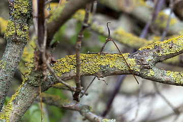 Image showing young tree branches