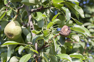 Image showing pear tree