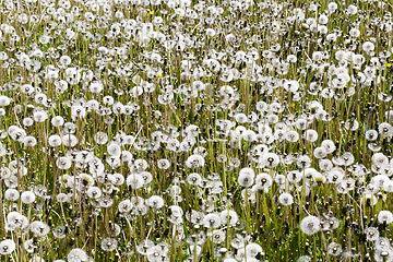 Image showing spring meadow