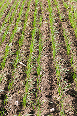 Image showing green wheat