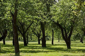 Image showing deciduous trees