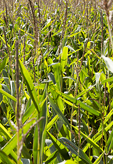 Image showing green corn