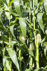 Image showing young corn