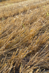 Image showing soil of agricultural field