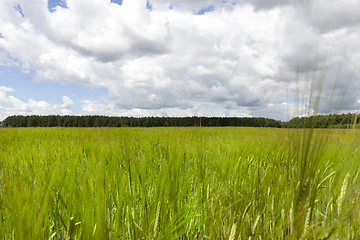 Image showing agricultural field