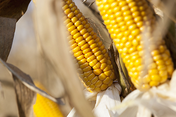 Image showing yellow cob of ripe corn