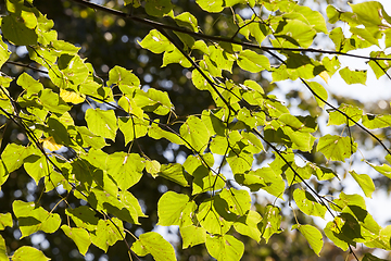 Image showing green linden leaves