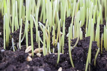 Image showing grain of wheat