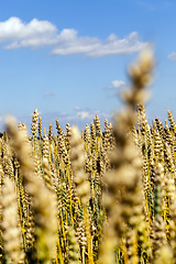 Image showing sunlit field