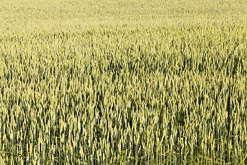 Image showing field with green cereal