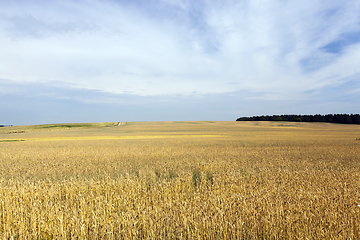 Image showing summer landscape