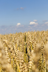 Image showing field with cereals