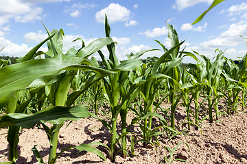 Image showing corn agricultural field