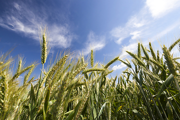 Image showing green wheat