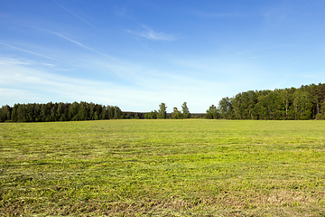 Image showing summer landscape