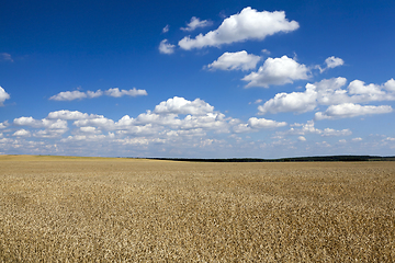 Image showing field with cereals