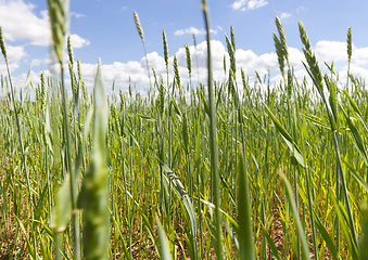 Image showing immature cereals