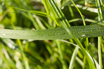 Image showing grass in the meadow