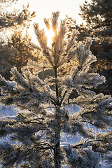 Image showing young pine tree