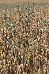 Image showing ears of oats