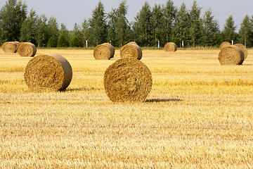 Image showing lot of straw