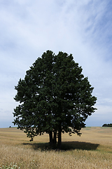 Image showing green tree