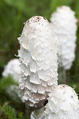 Image showing long white mushrooms