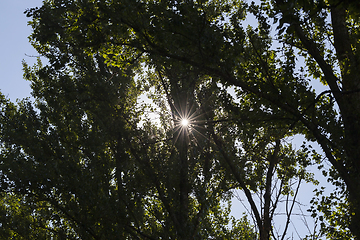 Image showing sun with rays