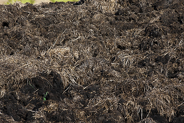 Image showing manure from cattle