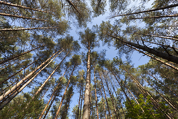 Image showing autumn mixed forest