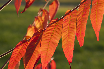 Image showing red autumn foliage
