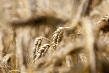 Image showing dry mature ears