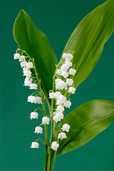 Image showing Springflower