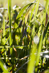 Image showing green grass