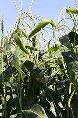 Image showing green stalks of corn