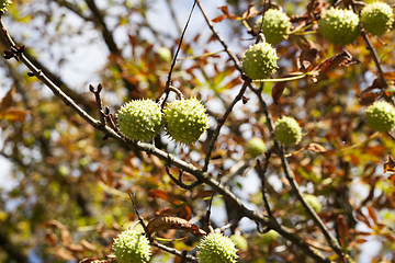 Image showing chestnut ripe