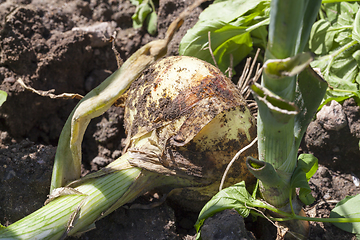 Image showing the harvest of onion