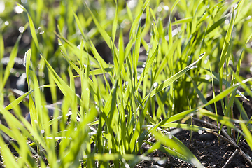 Image showing green grass