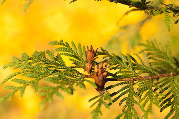 Image showing needles and trees fall