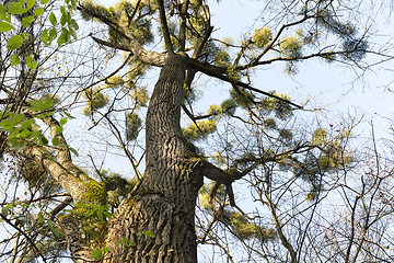 Image showing mistletoe parasite