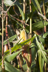 Image showing yellow corn cobs