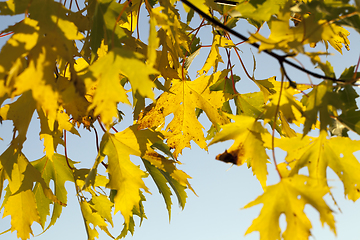 Image showing yellow autumn foliage