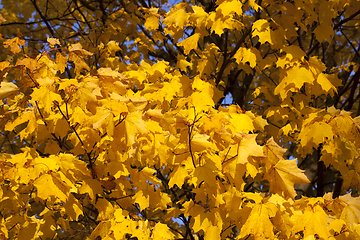Image showing foliage maple